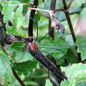 Harvestman