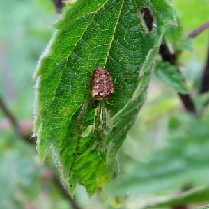 Metellina segmentata