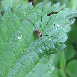 Harvestman