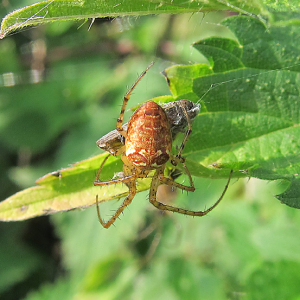 Metellina segmentata