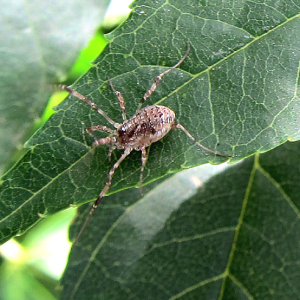 Harvestman