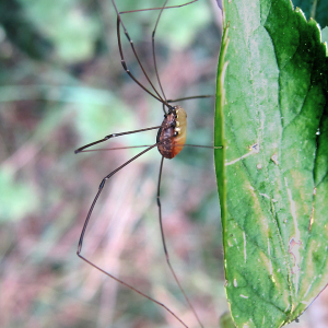 Harvestman