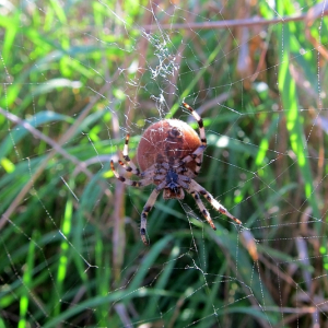 Araneus quadratus