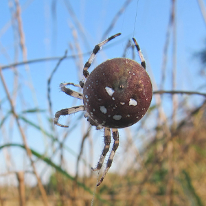 Araneus quadratus
