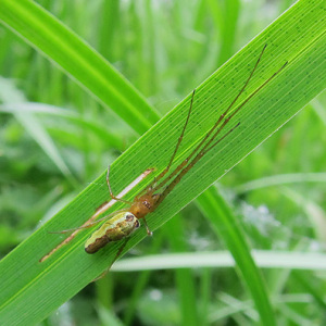 Tetragnatha montana