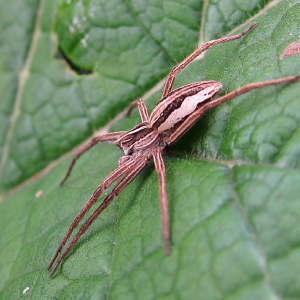 Nursery Web Spider