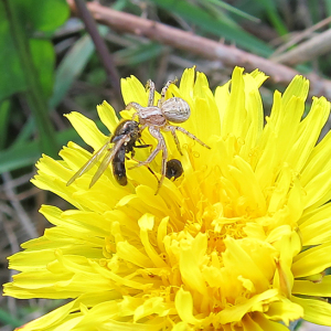 A Crab Spider