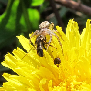 A Crab Spider