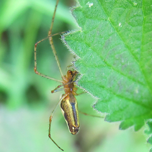 Tetragnatha montana