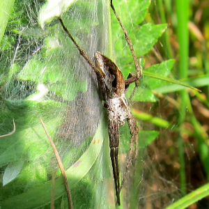 Nursery Web Spider
