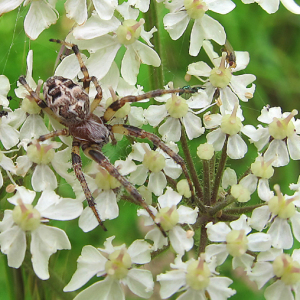 Larinioides cornutus
