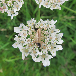 Tibellus oblongus