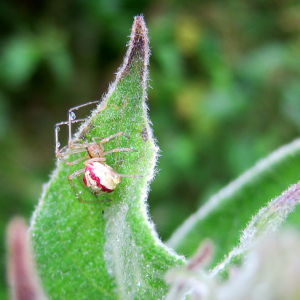 Comb-footed Spider