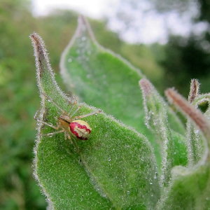 Comb-footed Spider