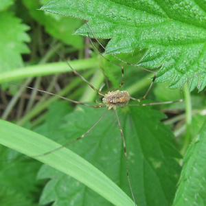 Harvestman