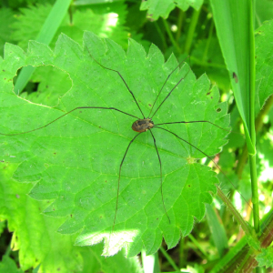 Harvestman