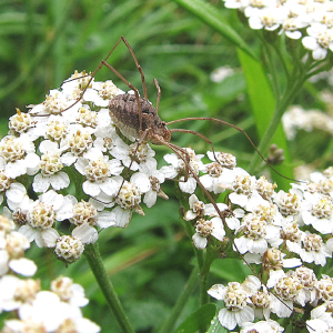 Harvestman