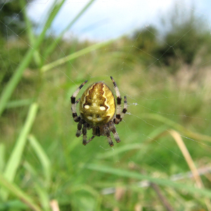 Araneus quadratus