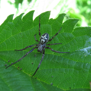 Larinioides cornutus