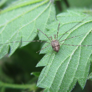 Harvestman