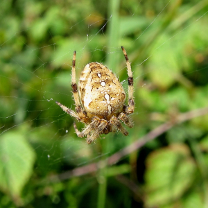 Garden Spider