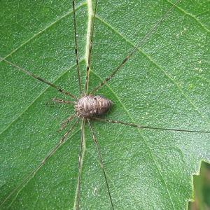 Harvestman