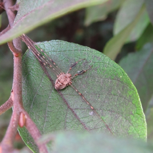 Harvestman