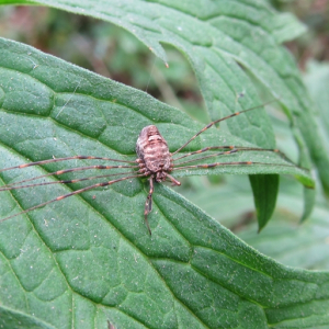 Harvestman
