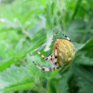 Araneus quadratus