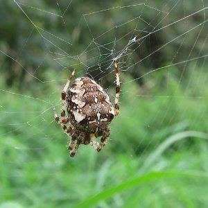 Garden Spider