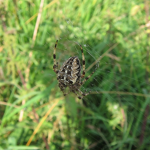 Garden Spider