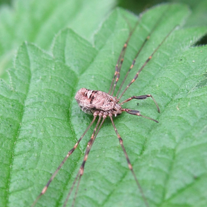 Harvestman