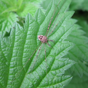 Harvestman