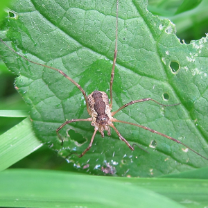 Harvestman