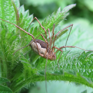 Harvestman