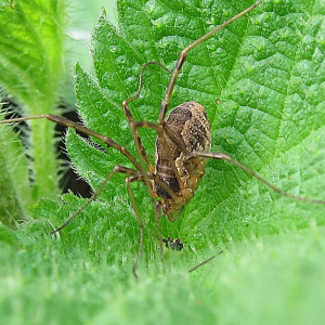 Harvestman