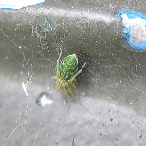 Nigma walckenaeri