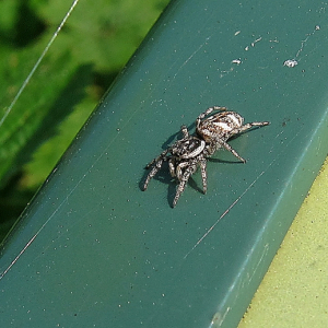 Zebra Spider