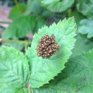 Garden Spider