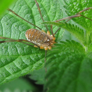 Harvestman