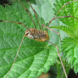 Harvestman