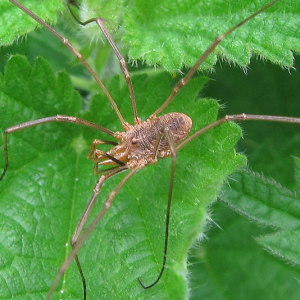 Harvestman