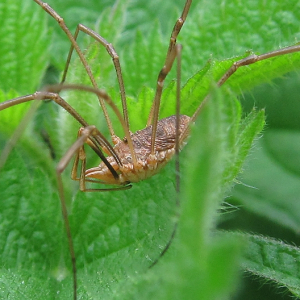 Harvestman