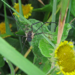 Harvestman