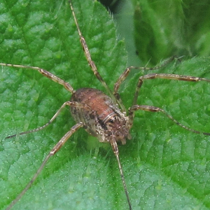 Harvestman