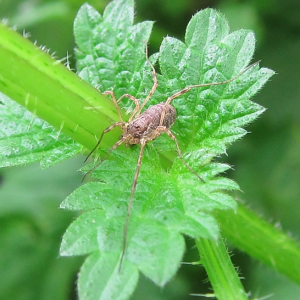 Harvestman