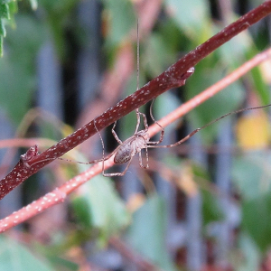 Harvestman