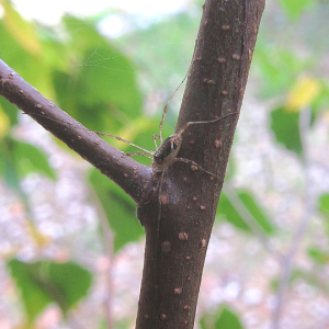 Harvestman