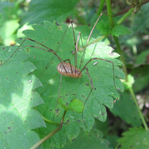 Harvestman