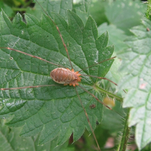 Harvestman